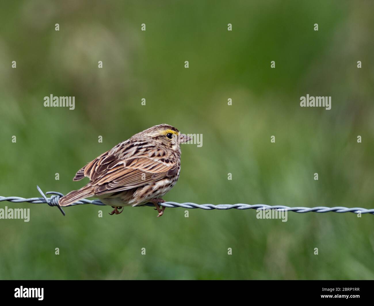 Bruant de Savannah, Passerculus sandichensis, sur une clôture dans le pays Amish, Ohio Banque D'Images