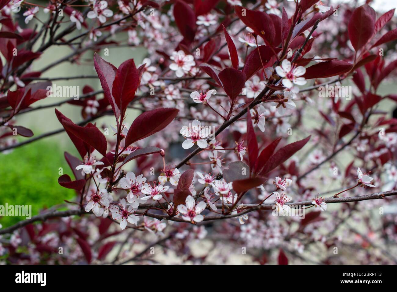 Vue rapprochée de magnifiques fleurs blanches et rouges sur un fond de cerisier à feuilles violettes (prunus cistena) avec un arrière-plan défoqué Banque D'Images