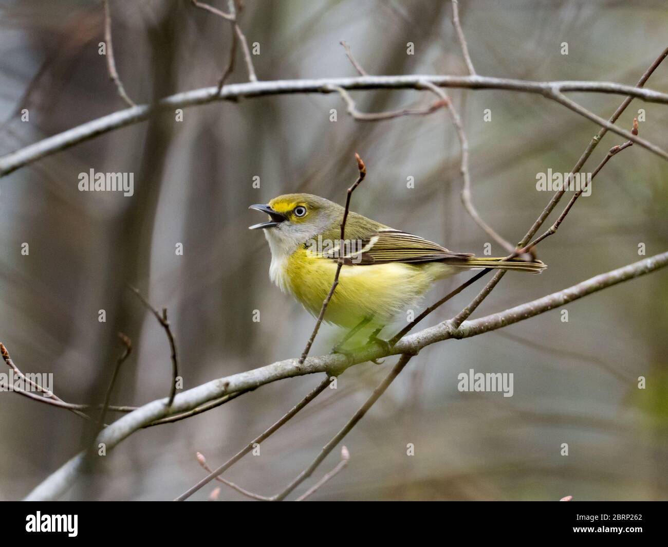 vireo à yeux blancs, Vireo griseus, dans un habitat de rubis au Wilderness Centre, Wilmot, Ohio Banque D'Images