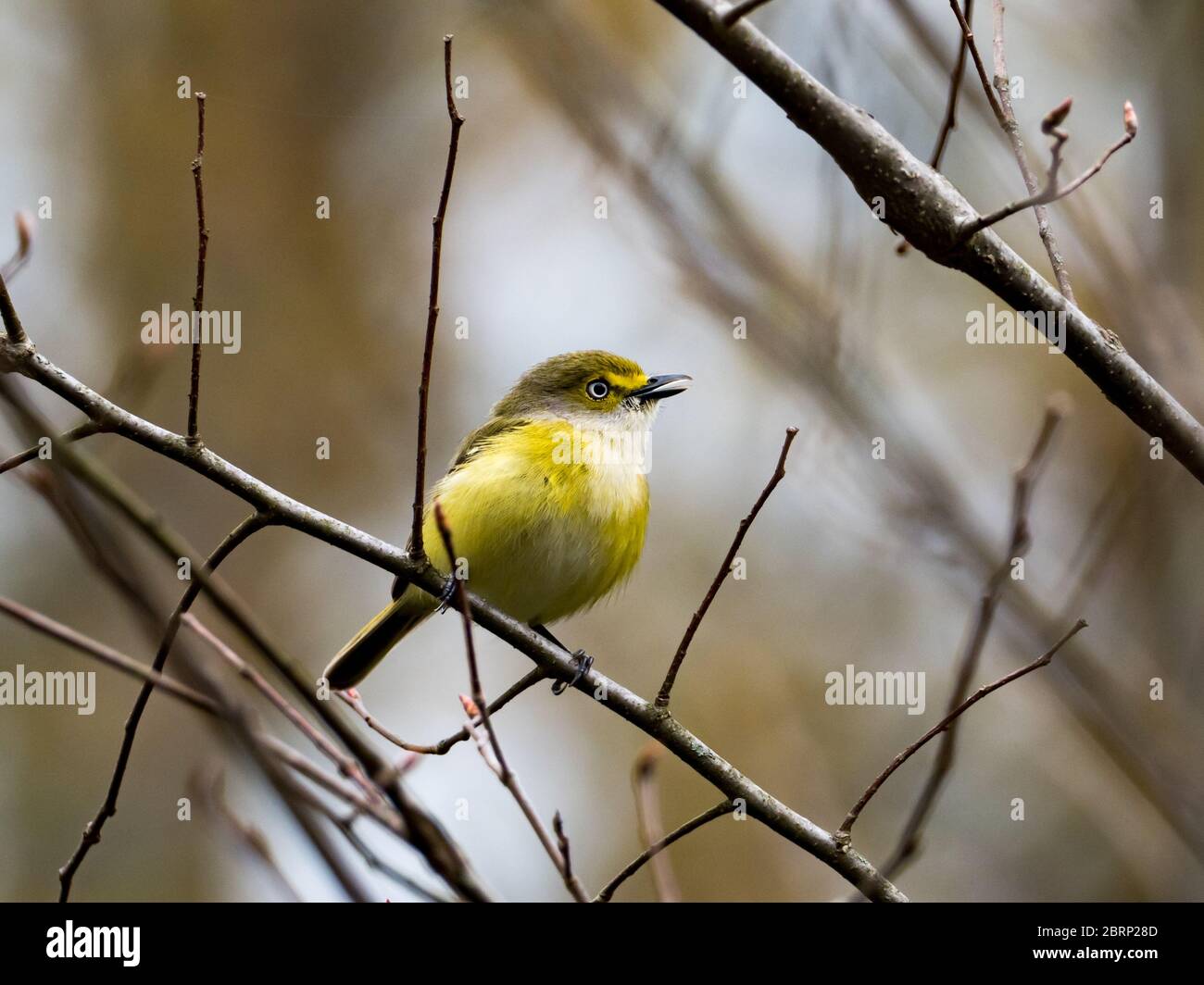 vireo à yeux blancs, Vireo griseus, dans un habitat de rubis au Wilderness Centre, Wilmot, Ohio Banque D'Images