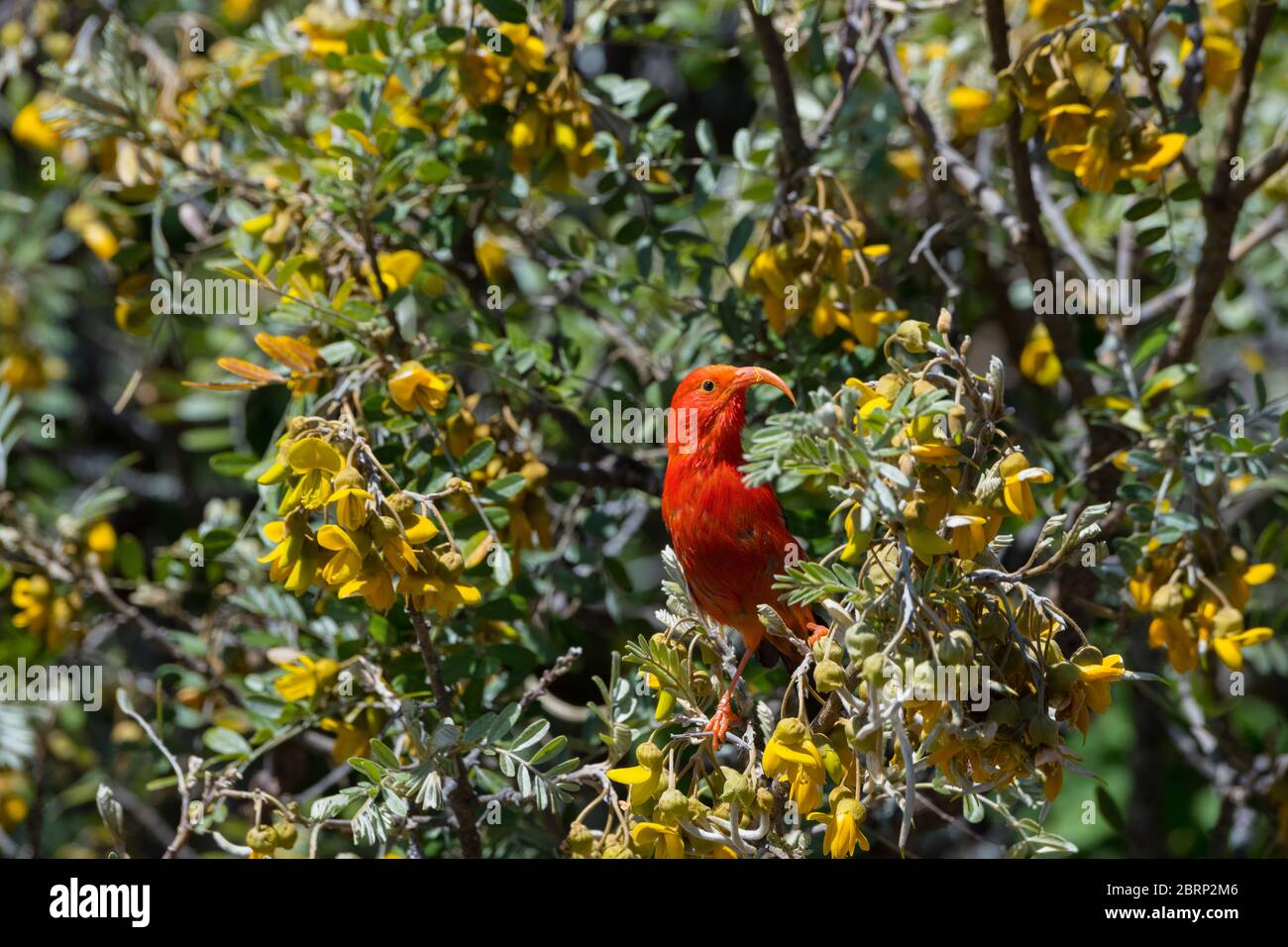 i'iwi ou scarlet, Vestiaria coccinea, une espèce endémique et menacée, se nourrit de fleurs de mamanes, parc national de Haleakala, Maui, Hawaii Banque D'Images