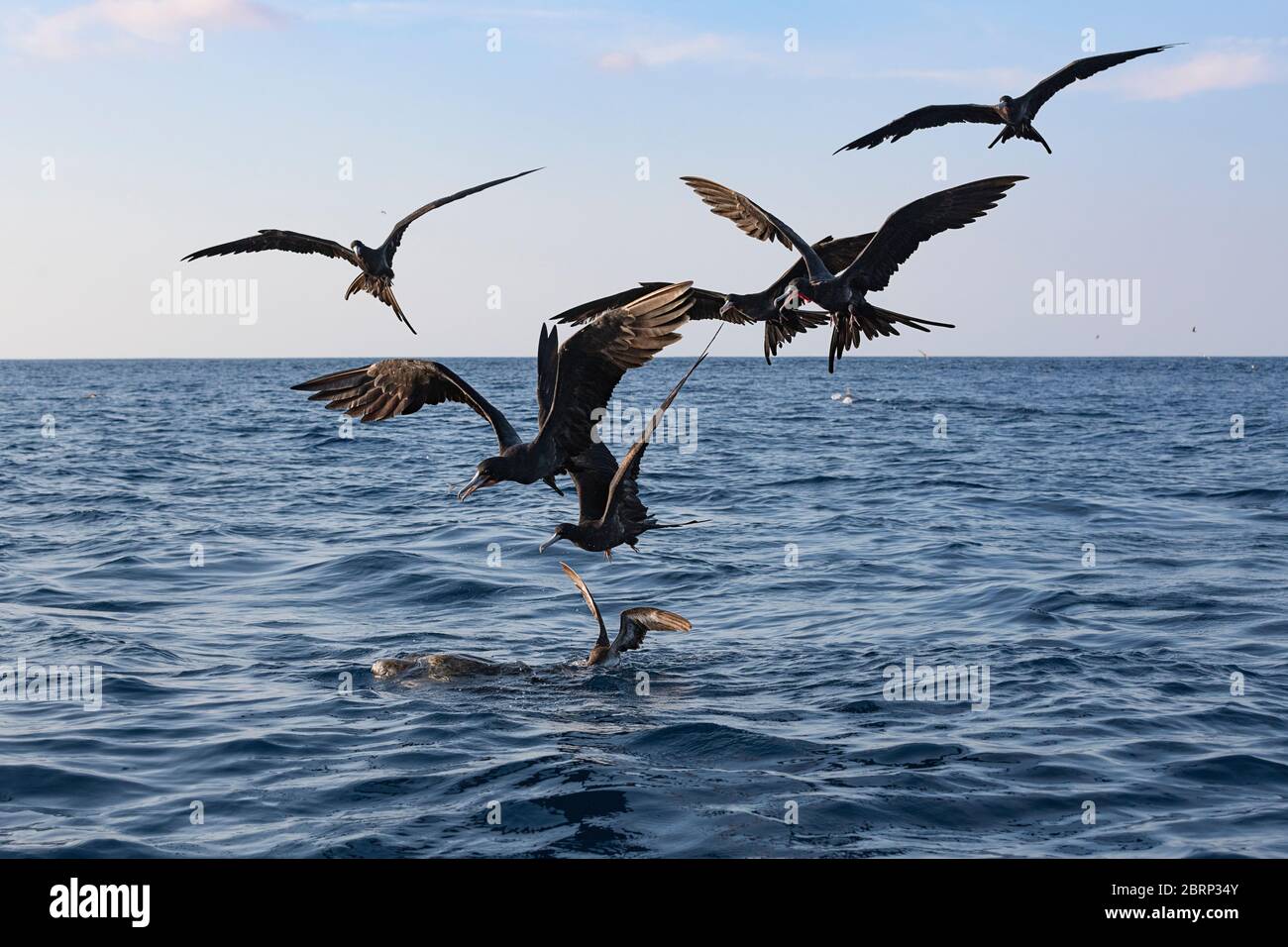 Les oiseaux marins se rassemblent autour d'une tortue d'olive ridley flottant à la surface et essayent de ramasser les poissons-appâts qui se cachent sous elle, Costa Rica ( Océan Pacifique ) Banque D'Images