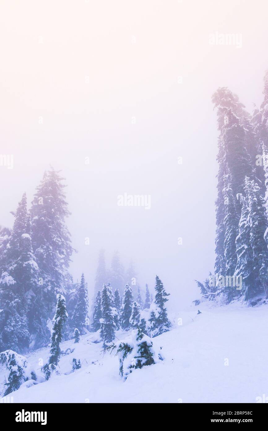 Un arbre couvert de neige en hiver avec le coucher du soleil la lumière avec le brouillard dans le ciel. Banque D'Images