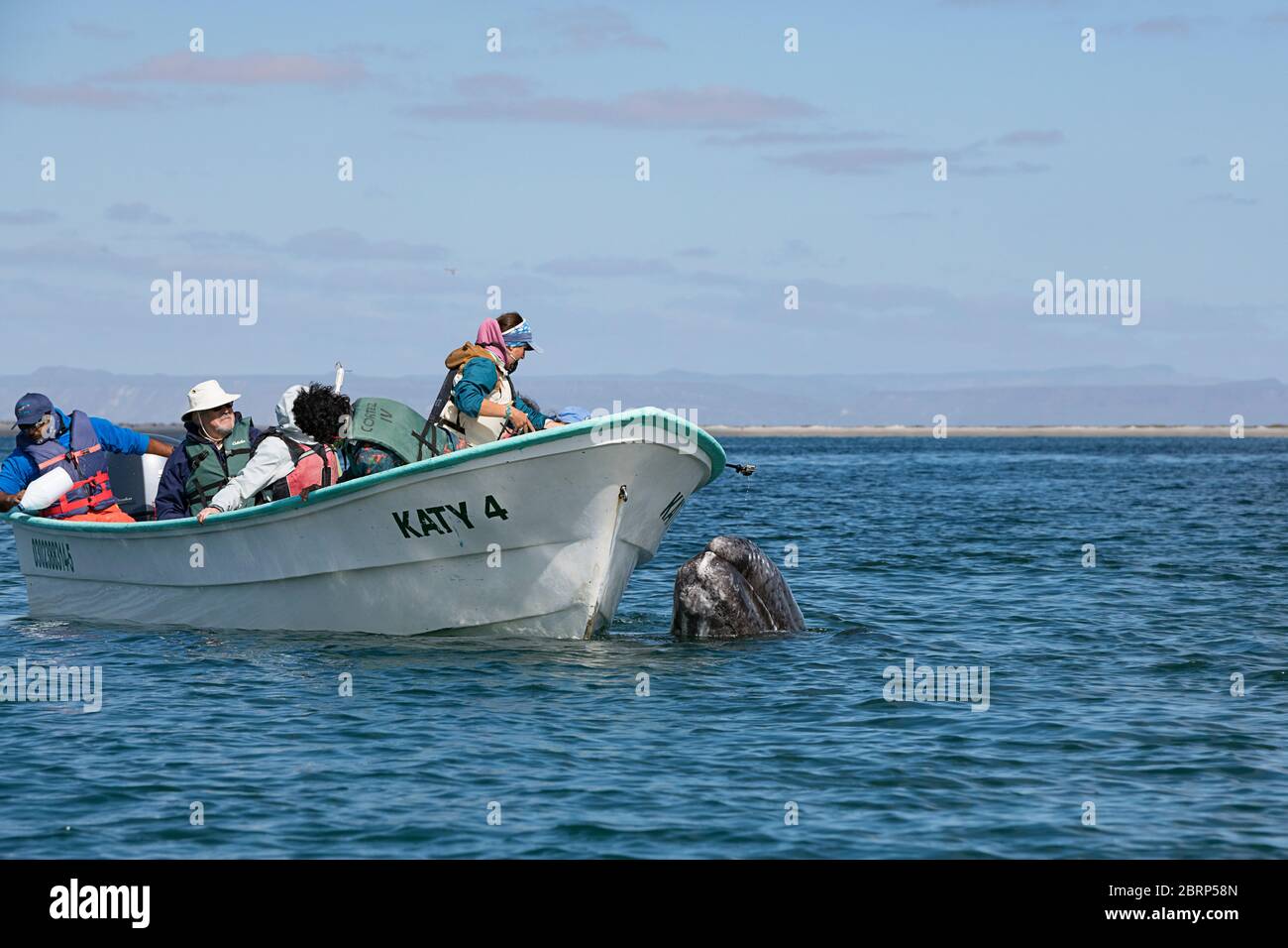 Sympathique veau de baleine grise, Eschrichtius robustus, spyhoublon à côté d'un bateau d'observation des baleines, lagon de San Ignacio, réserve El Vizcaino, Baja, Mexique Banque D'Images