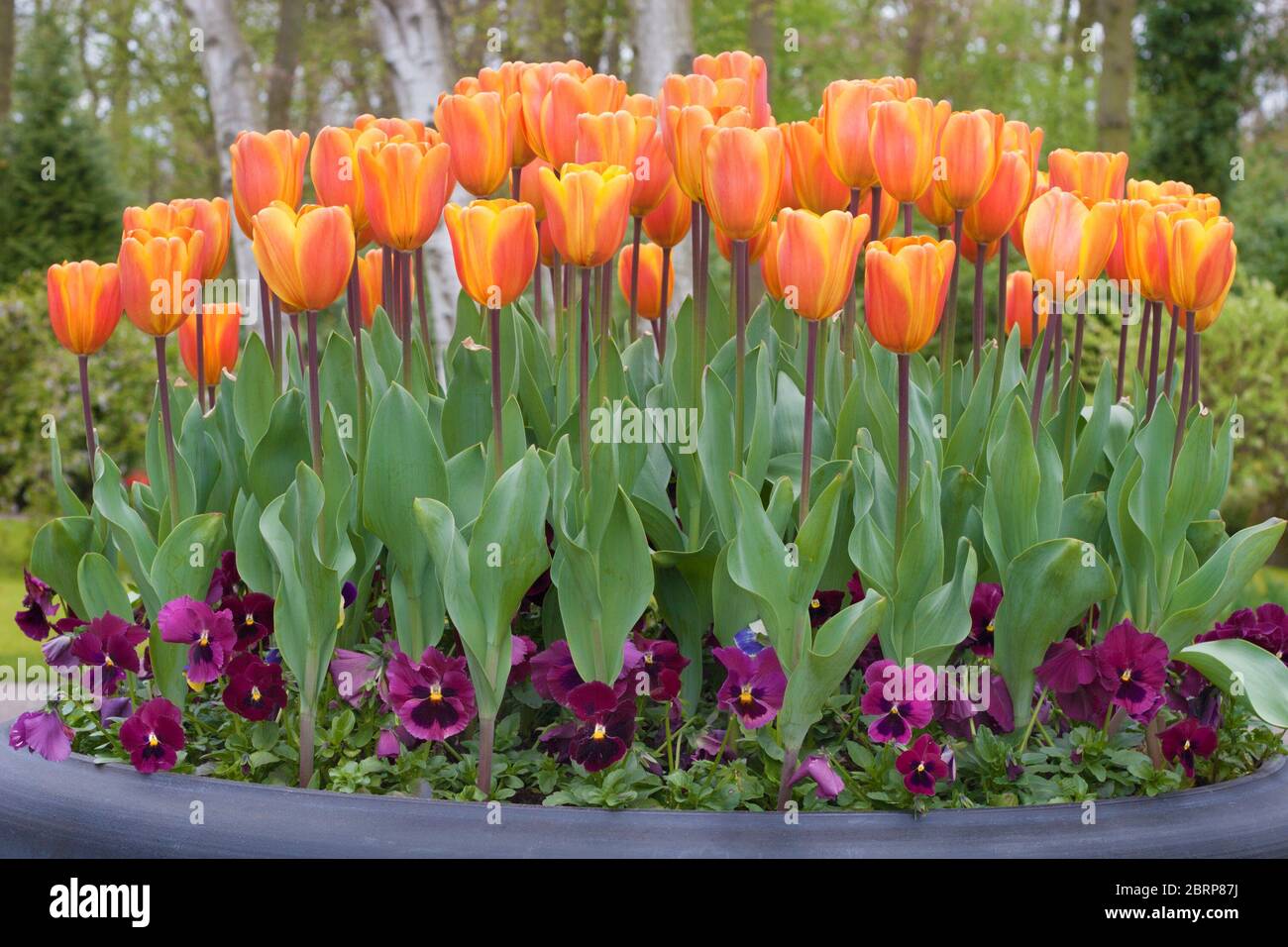 Fleurs Tulipa 'Daydream' (tulipes hybrides de Darwin) et pansies pourpres plantées en pot dans les jardins de Keukenhof, aux pays-Bas Banque D'Images
