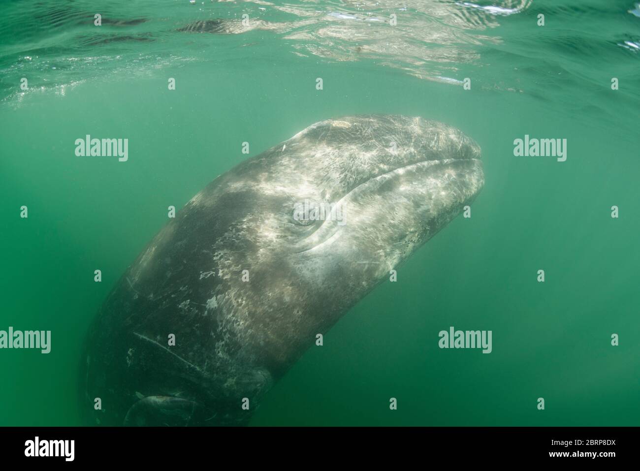 Le veau de baleine grise Eschrichtius robustus est suspendu verticalement dans l'eau, lagune de San Ignacio, réserve de biosphère d'El Vizcaino, Baja California sur, Mexique Banque D'Images