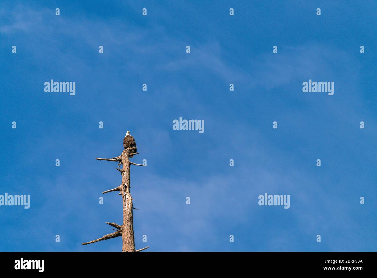 un aigle sur le dessus de l'arbre contre le ciel bleu. Banque D'Images