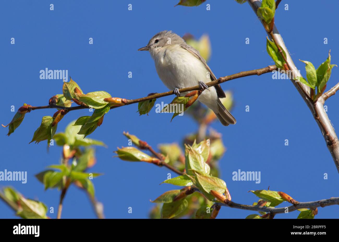 attrape-mouche du saule sous le ciel bleu Banque D'Images