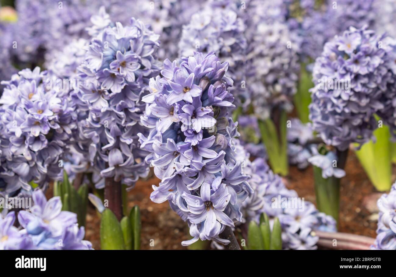 Fleur en jacinthe violette ou violette dans le jardin en vue Zoom