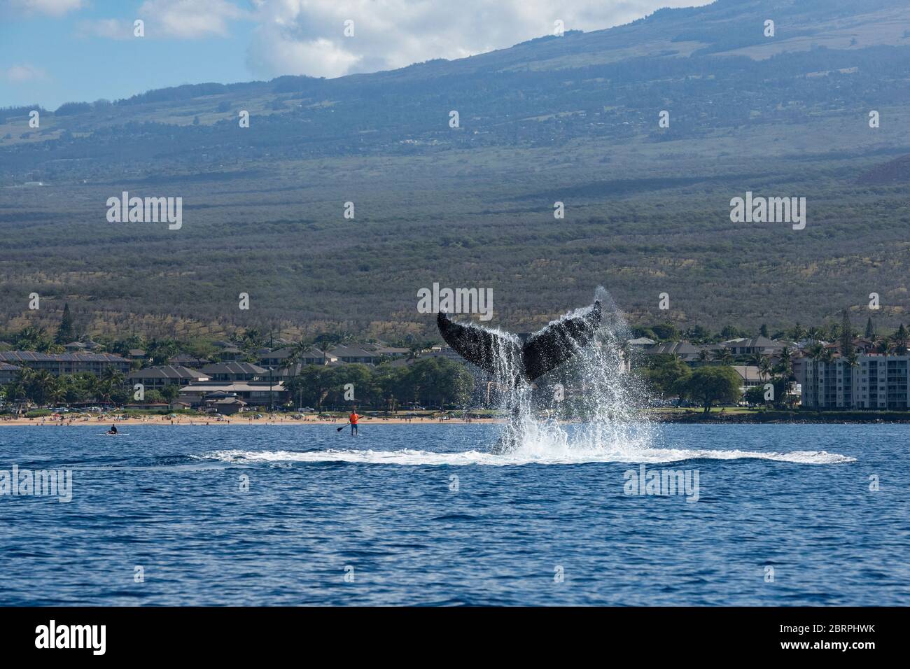 Baleine à bosse, Megaptera novaeangliae, lobtailing ou claque de fluke, avec pédalo en arrière-plan; Kihei, Maui, Hawaii, baleine à bosse d'Hawaï NAT Banque D'Images