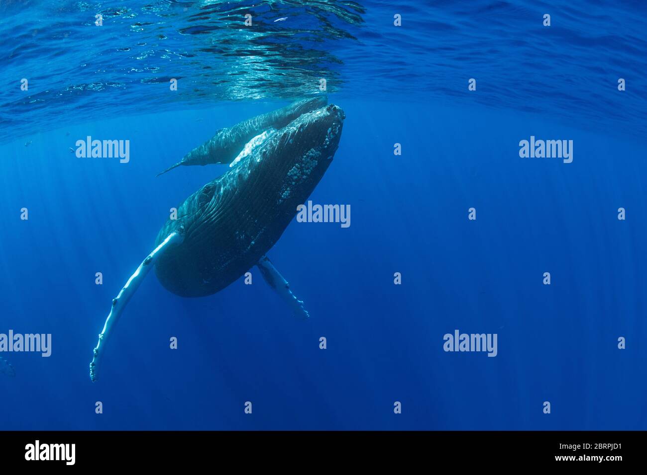 Baleines à bosse, Megaptera novaeangliae, mère et veau, West Maui, Hawaii, Hawaii refuge marin national de la baleine à bosse, États-Unis ( Central Pacific ) Banque D'Images