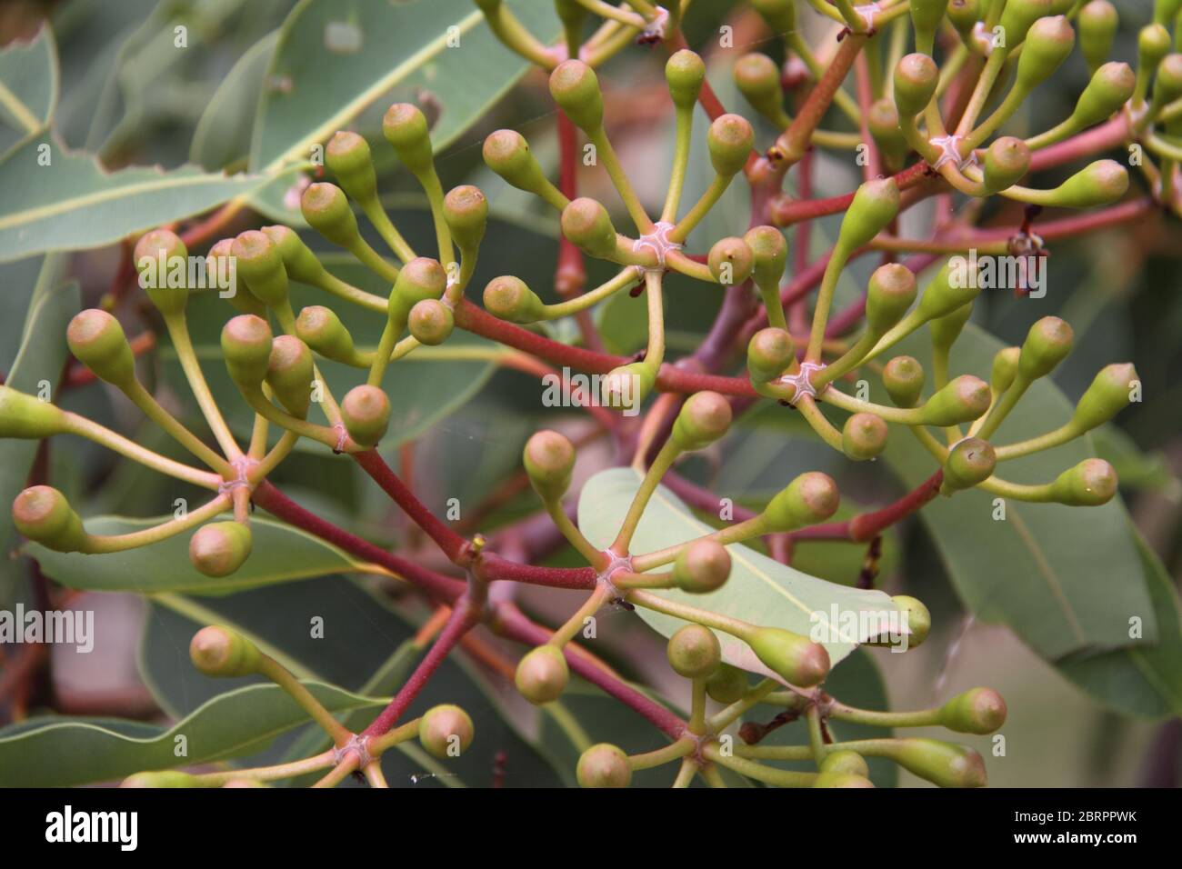 Boutons de ferrailles rouges en développement 'Mormer Glory' (Corymbia Ficifolia) Banque D'Images