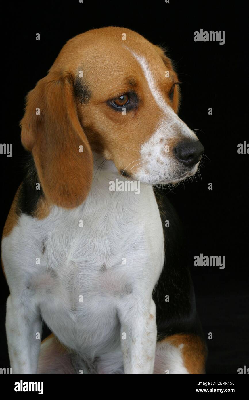 Portrait d'un chien tricolore sur fond noir, en regardant loin Banque D'Images
