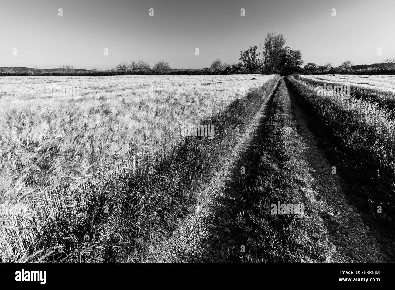 Un chemin au milieu d'un champ cultivé plein de blé doré avec quelques arbres à distance, sous un ciel bleu Banque D'Images