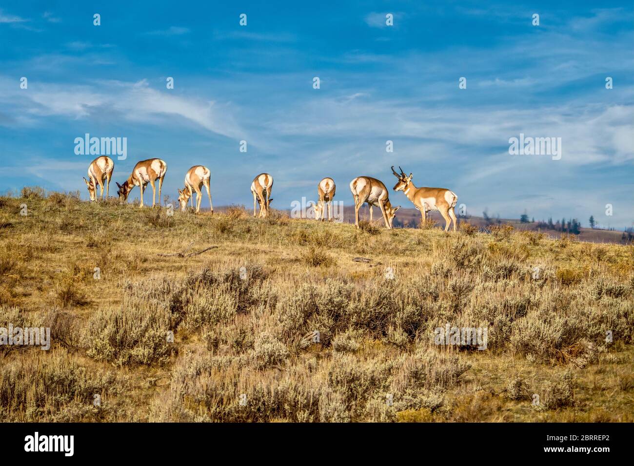 Un troupeau de pronghorn (Antilocapra americana), avec un buck observant son harem pendant la saison de reproduction, dans le parc national de Yellowstone, aux États-Unis. Banque D'Images