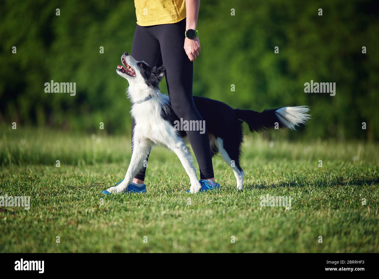Border Collie chiot pendant l'entraînement d'obéissance à l'extérieur Banque D'Images