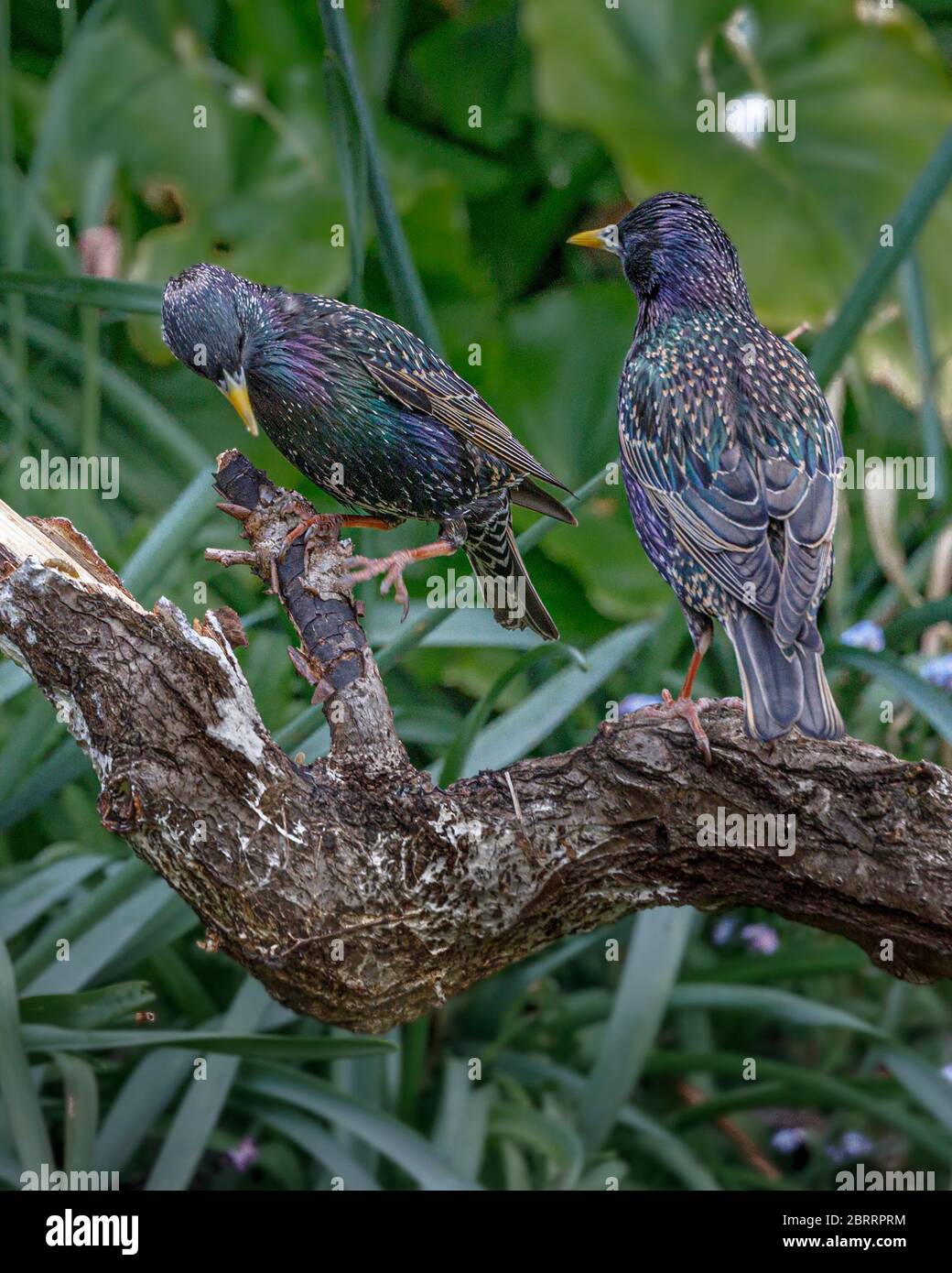 Starling dans jardin Banque D'Images