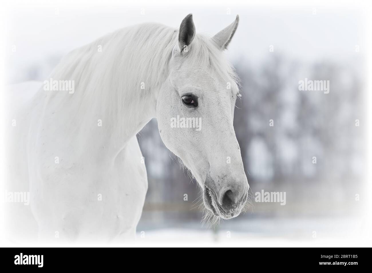portrait de cheval blanc en gros plan en hiver Banque D'Images