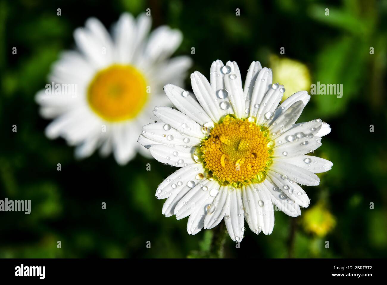 Daisy dans la pluie Banque D'Images