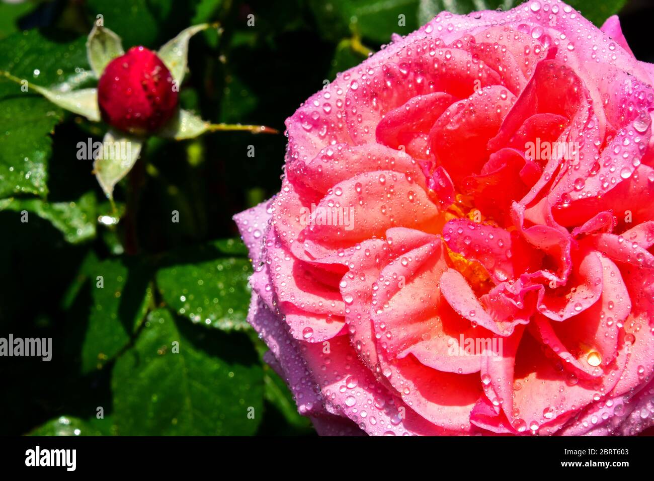 Rose Rose Banque D'Images