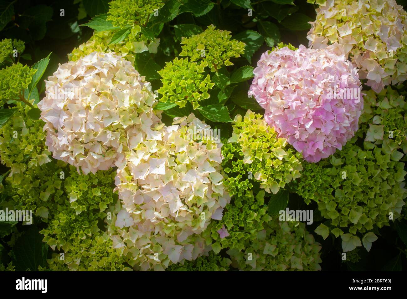 Bouquet de Hortensian sélectif Focus Flower photo Banque D'Images