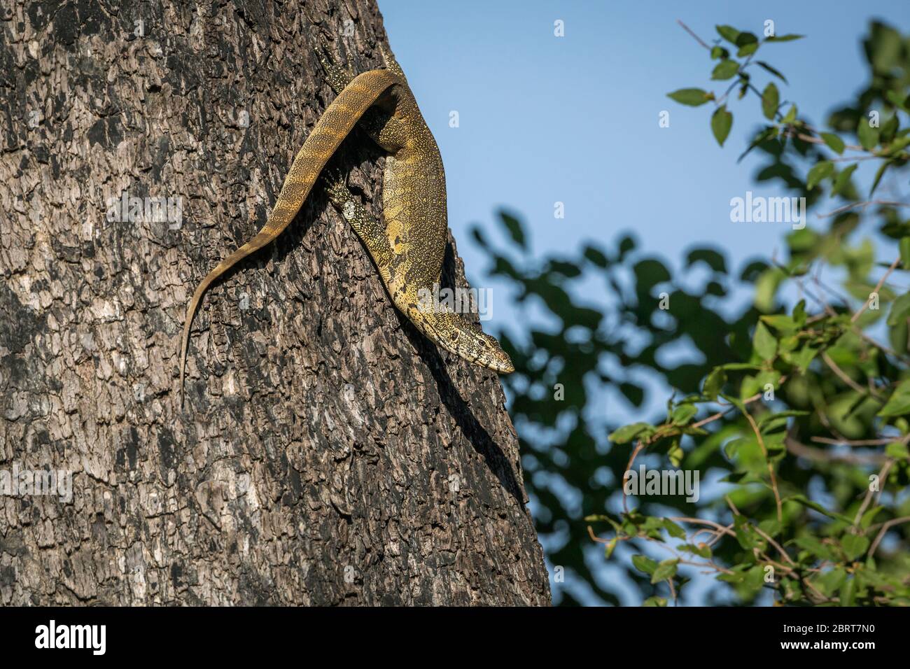 Surveillance de roches sur un tronc dans le parc national Kruger, Afrique du Sud ; famille de Varanidae de espèce Varanus albigularis Banque D'Images