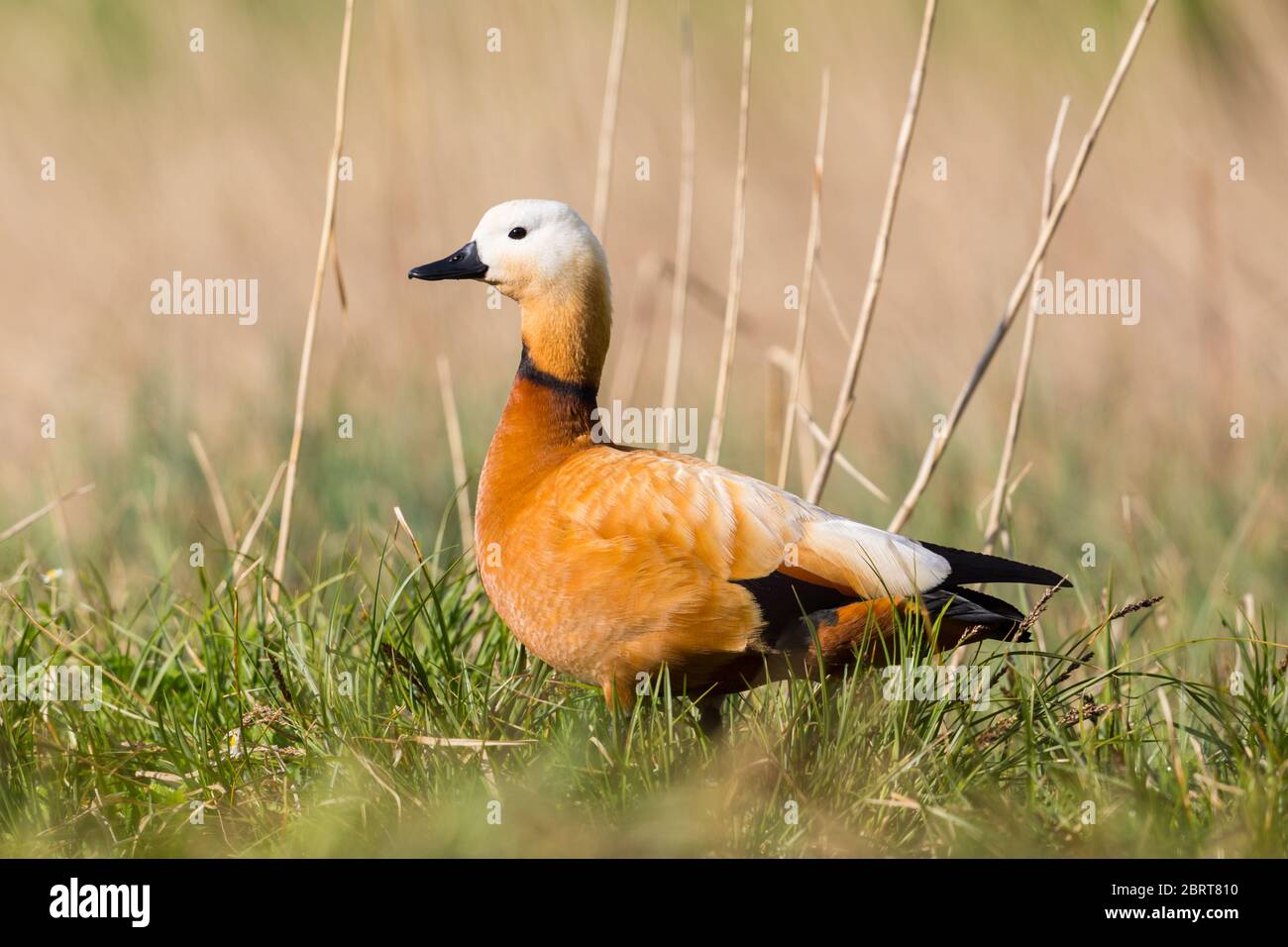 un refuge à la gouvernée (tadorna ferruginea) debout dans un pré avec roseau au soleil Banque D'Images