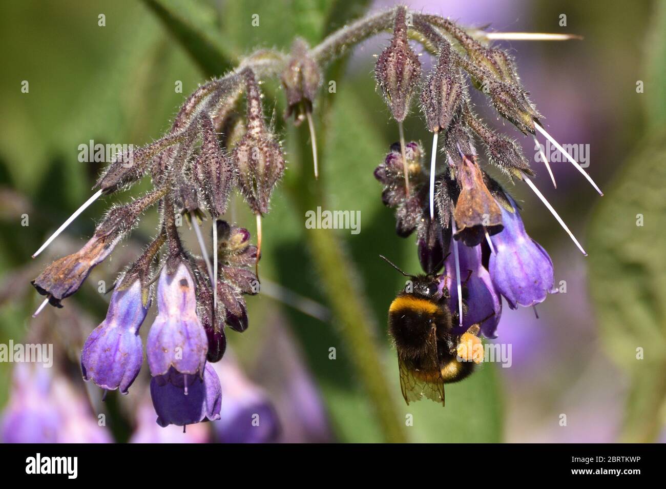 Bumblebee à queue de chamois avec corbiculae complète (paniers de pollen) sur ses pattes arrière tout en fourrager sur des fleurs de Comfrey. Angleterre, Royaume-Uni. Banque D'Images Bumblebee à queue de chamois avec corbiculae complète (paniers de pollen) sur ses pattes arrière tout en fourrager sur des fleurs de Comfrey. Angleterre, Royaume-Uni. Banque D'Images