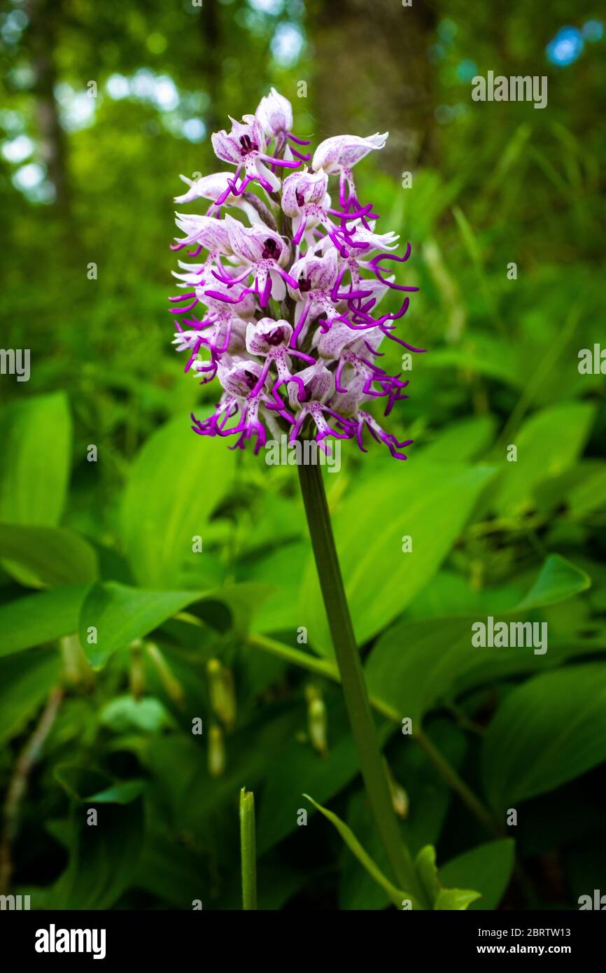 Une seule tête de fleur d'orchidée singe - Orcis simia, fleurs blanches et  violettes contrastant avec un fond vert foncé flou, France Photo Stock -  Alamy