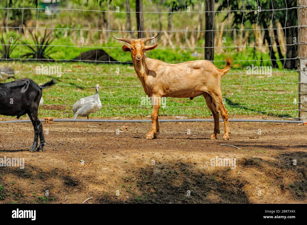 Chèvre curieux dans un champ. La chèvre brune se tient sur un pâturage avec un canard. Portrait de chèvre brun dans une terre agricole. Banque D'Images