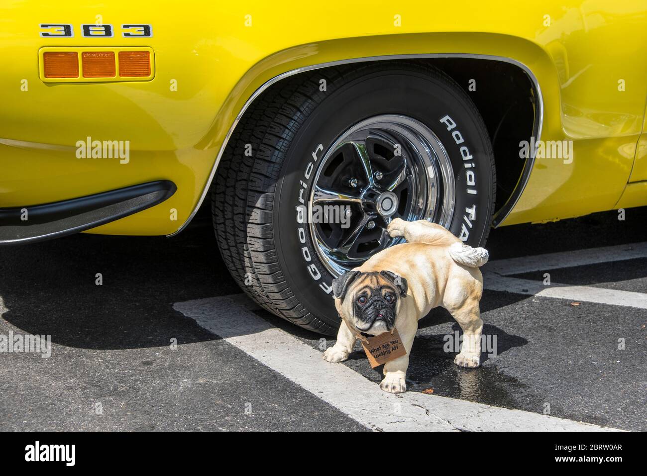 Jouet chien qui fait une promenade sur une voiture classique exposée lors de la croisière de samedi en voiture dans la vieille ville de Kissimmee, Floride, États-Unis. Banque D'Images