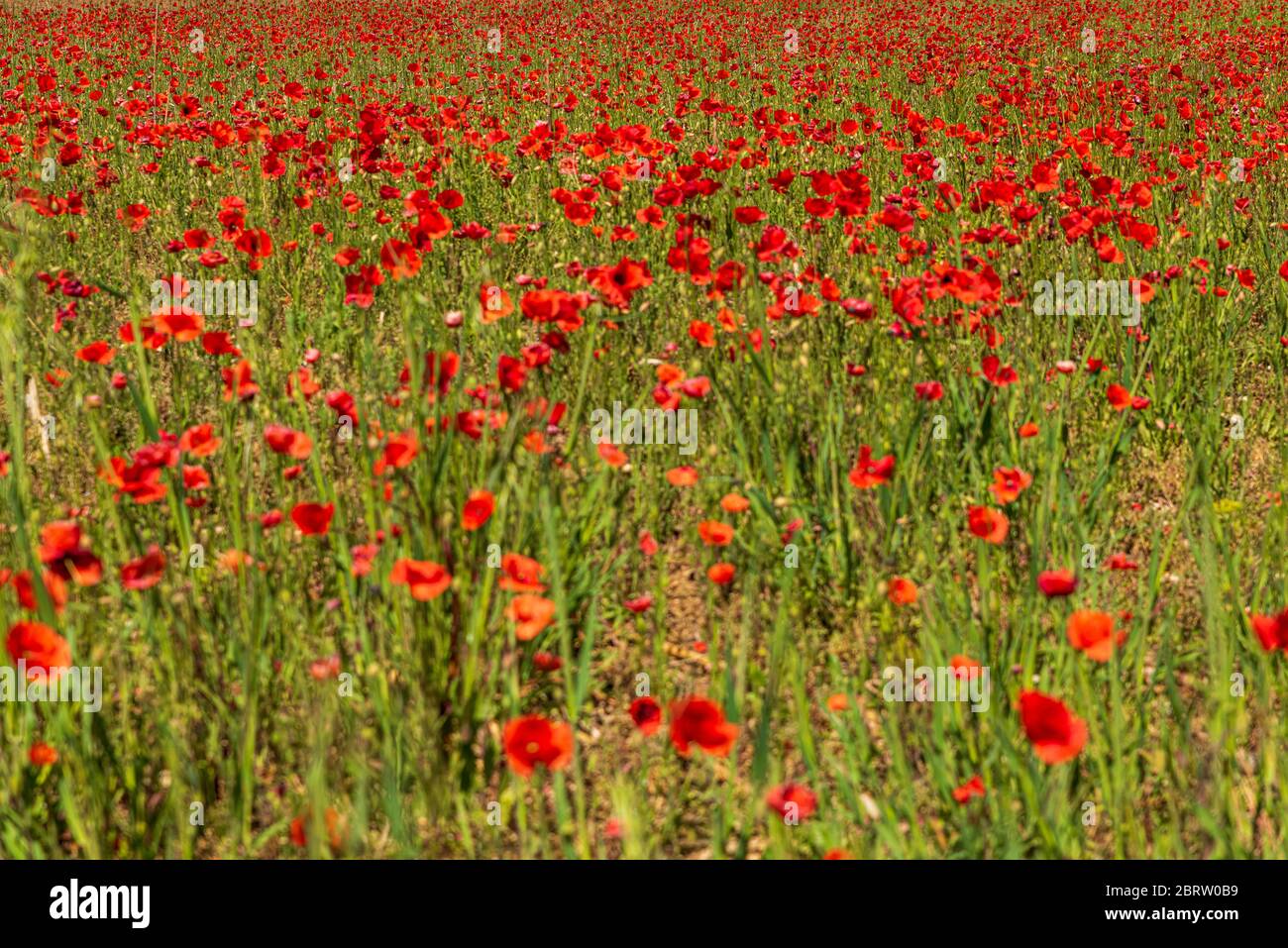 Fleurs de coquelicot colorées dans un champ au printemps Banque D'Images