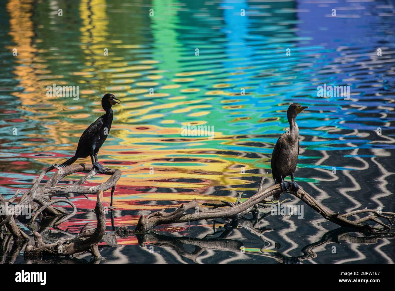 Les couleurs arc-en-ciel du kiosque se reflètent dans l'eau du lac Eola, Orlando, Floride Banque D'Images