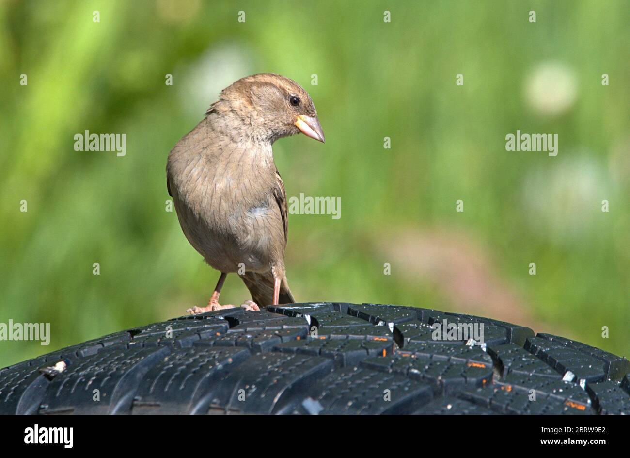 Schleswig, Allemagne. 19 mai 2020. 19.05.2020, Schleswig, une femme parrow de maison (Passer domesticus) est assise sur un vieux pneu de voiture. Ordre: Sparrowbird (Passeriformes), subordination: Songbird (Passeri), superfamille: PasseroIdea, famille: Sparrow (Passeridae), genre: Passer, espèce: Sparrow House | usage dans le monde crédit: dpa/Alay Live News Banque D'Images