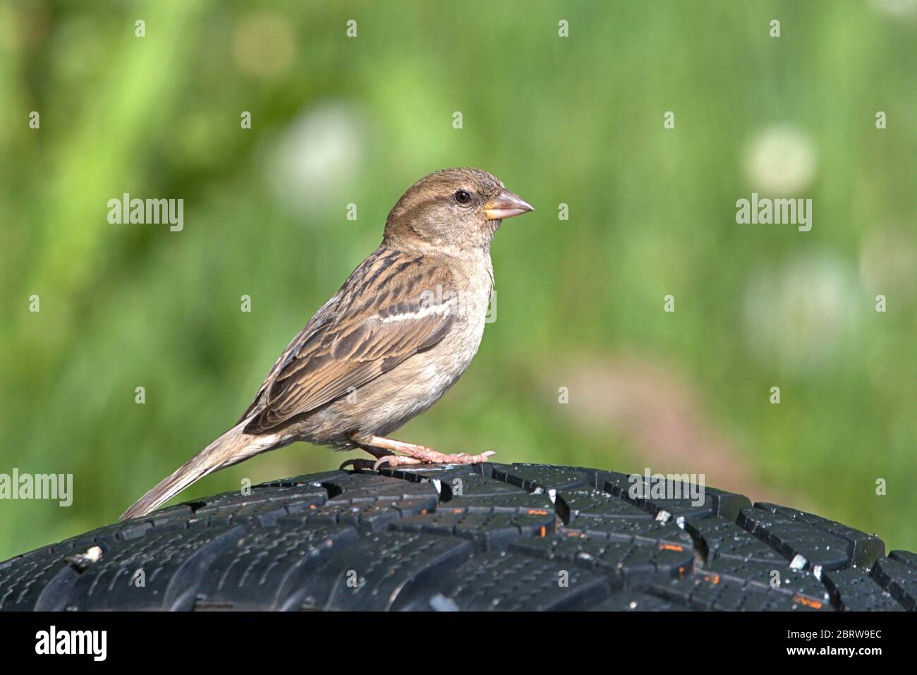 Schleswig, Allemagne. 19 mai 2020. 19.05.2020, Schleswig, une femme parrow de maison (Passer domesticus) est assise sur un vieux pneu de voiture. Ordre: Sparrowbird (Passeriformes), subordination: Songbird (Passeri), superfamille: PasseroIdea, famille: Sparrow (Passeridae), genre: Passer, espèce: Sparrow House | usage dans le monde crédit: dpa/Alay Live News Banque D'Images