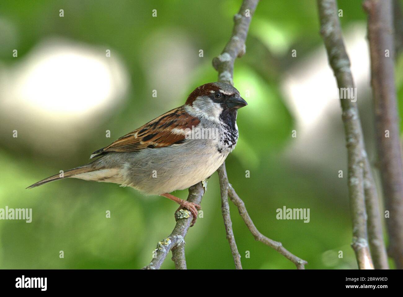 Schleswig, Allemagne. 19 mai 2020. 19.05.2020, Schleswig, un moineau de maison mâle (Passer domesticus) perche sur une branche. Ordre: Sparrowbird (Passeriformes), subordination: Songbird (Passeri), superfamille: PasseroIdea, famille: Sparrow (Passeridae), genre: Passer, espèce: Sparrow House | usage dans le monde crédit: dpa/Alay Live News Banque D'Images