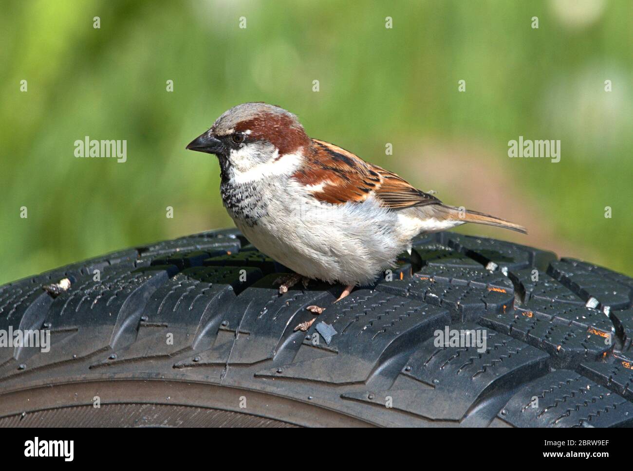 Schleswig, Allemagne. 19 mai 2020. 19.05.2020, Schleswig, un parrow masculin (Passer domesticus) est assis sur un vieux pneu de voiture. Ordre: Sparrowbird (Passeriformes), subordination: Songbird (Passeri), superfamille: PasseroIdea, famille: Sparrow (Passeridae), genre: Passer, espèce: Sparrow House | usage dans le monde crédit: dpa/Alay Live News Banque D'Images