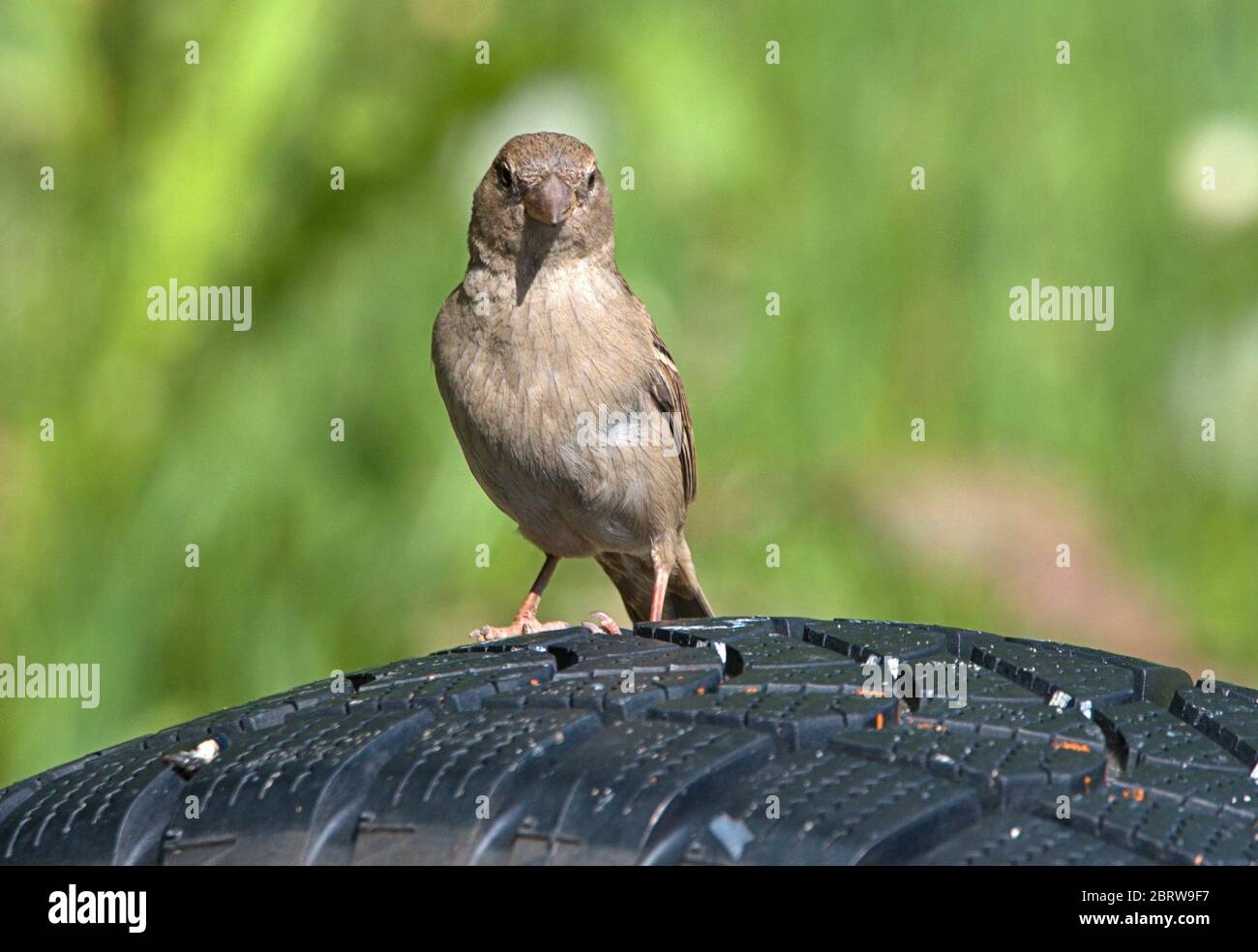 Schleswig, Allemagne. 19 mai 2020. 19.05.2020, Schleswig, une femme parrow de maison (Passer domesticus) est assise sur un vieux pneu de voiture. Ordre: Sparrowbird (Passeriformes), subordination: Songbird (Passeri), superfamille: PasseroIdea, famille: Sparrow (Passeridae), genre: Passer, espèce: Sparrow House | usage dans le monde crédit: dpa/Alay Live News Banque D'Images