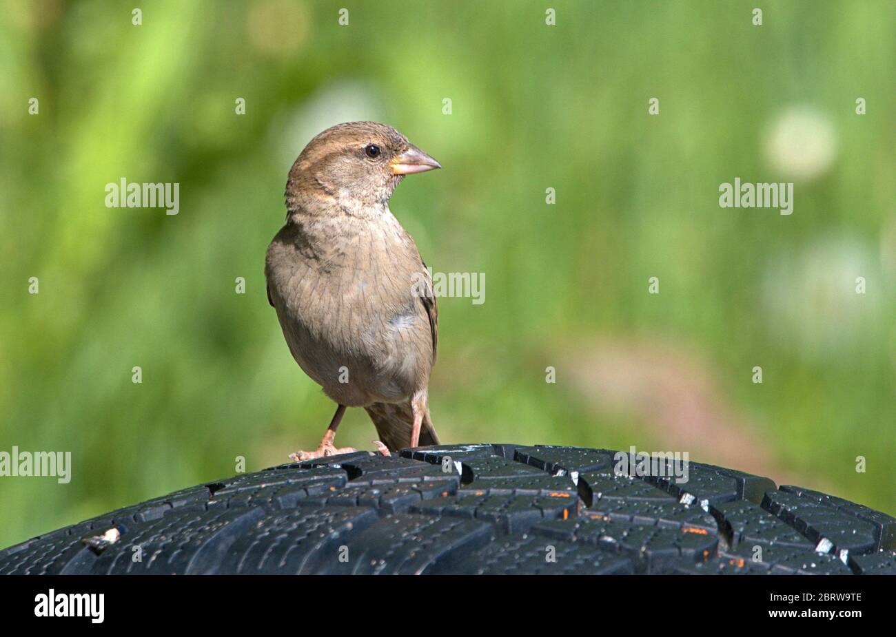 Schleswig, Allemagne. 19 mai 2020. 19.05.2020, Schleswig, une femme parrow de maison (Passer domesticus) est assise sur un vieux pneu de voiture. Ordre: Sparrowbird (Passeriformes), subordination: Songbird (Passeri), superfamille: PasseroIdea, famille: Sparrow (Passeridae), genre: Passer, espèce: Sparrow House | usage dans le monde crédit: dpa/Alay Live News Banque D'Images