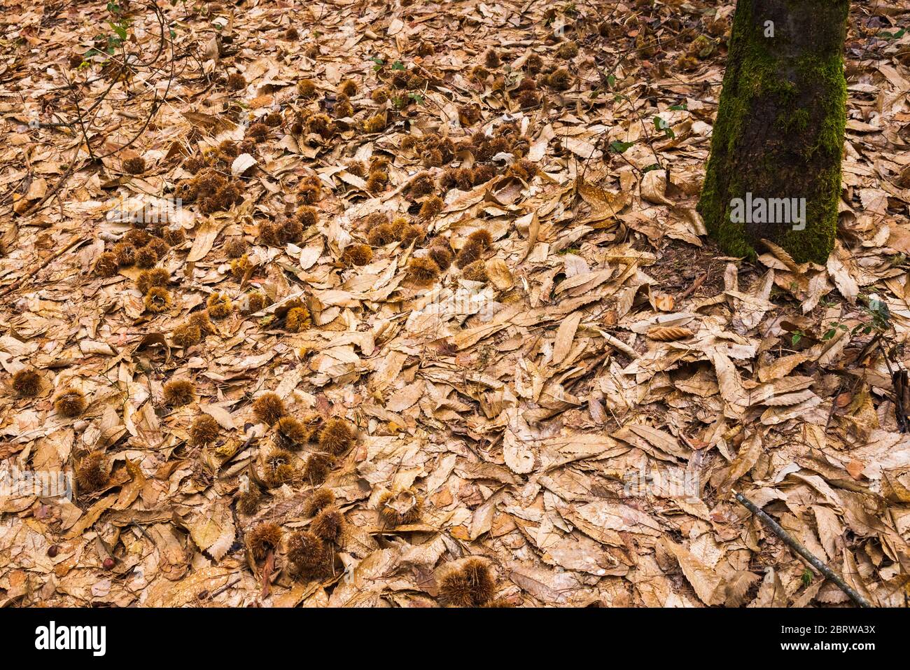 Châtaignes dans des couvertures situées sous l'arbre sur des feuilles brunes sèches. Banque D'Images