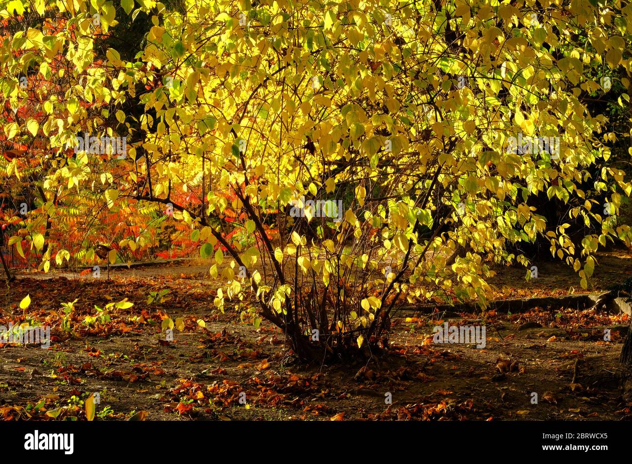 Feuilles d'automne au soleil. Feuilles jaunes, orange et brunes au sol en automne. Parc en ville, paysage fabuleux. Banque D'Images