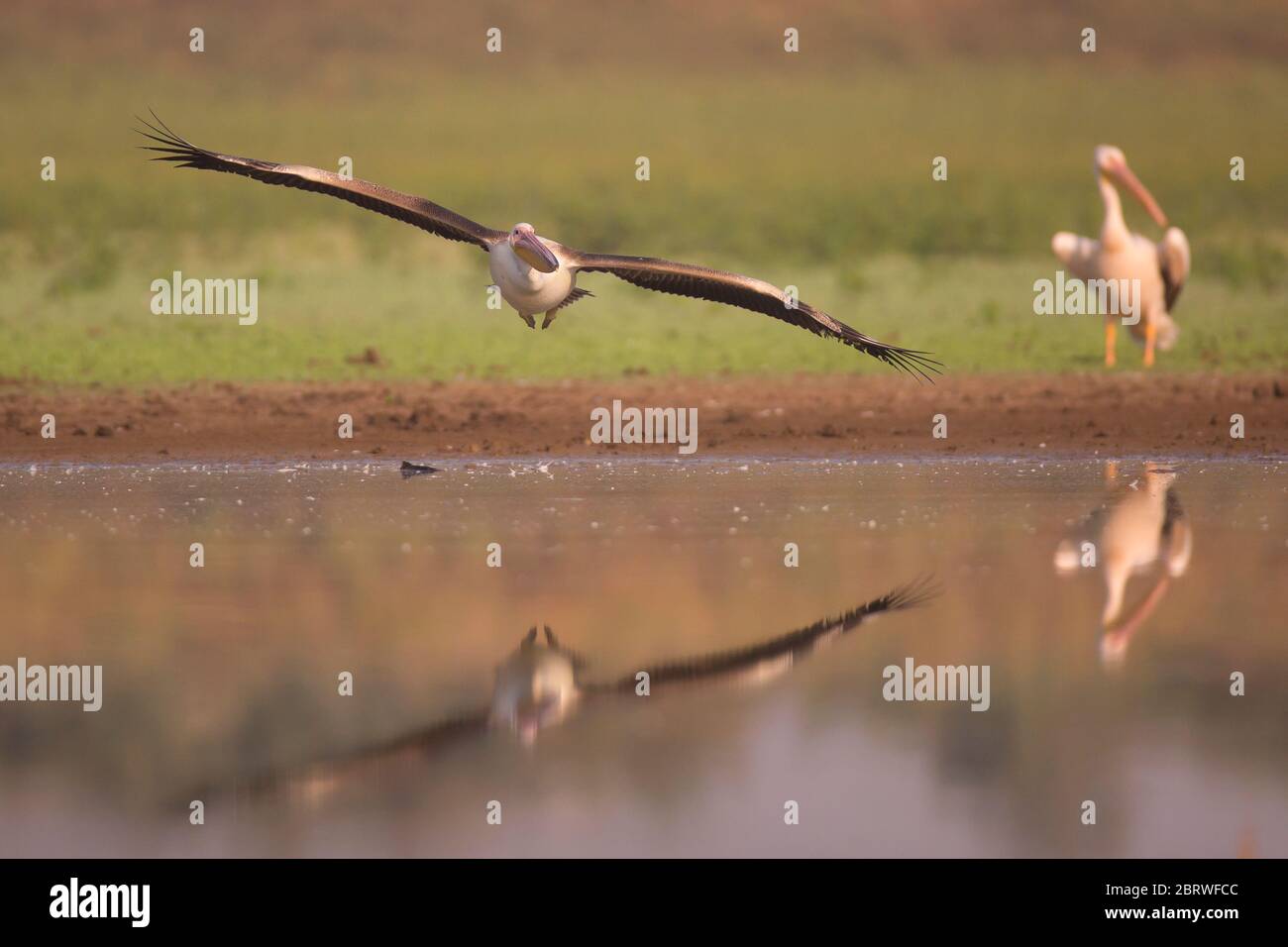 Un troupeau de grands pélicans blancs (Pelecanus onocrotalus) dans l'eau photographié dans la réserve naturelle d'Ein Afek, Israël, en octobre Banque D'Images