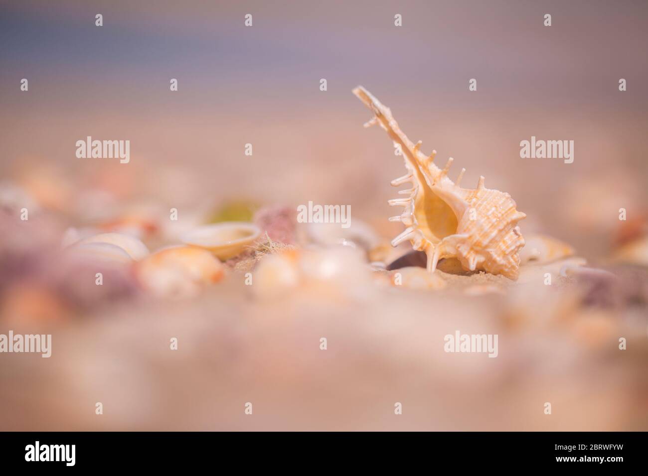 Rocher epineux (Bolinus brandaris) (oiseaux) sur une plage en Israël, un escargot de mer. Murex a été à un moment très apprécié comme source de pourpre. Banque D'Images