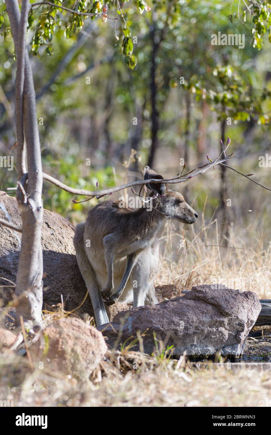 Une adulte, kangourou gris de l'est, debout dans un affleurement rocheux sous un arbre à côté d'un trou d'eau de l'Outback australien, attendant de étancher sa soif. Banque D'Images