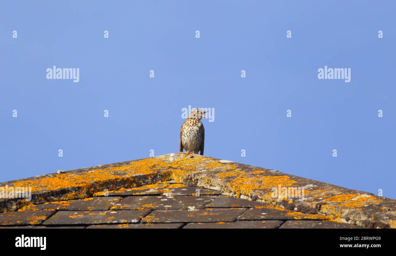 SONG Thrush (Turdus philomelos) chantant sur le toit Banque D'Images