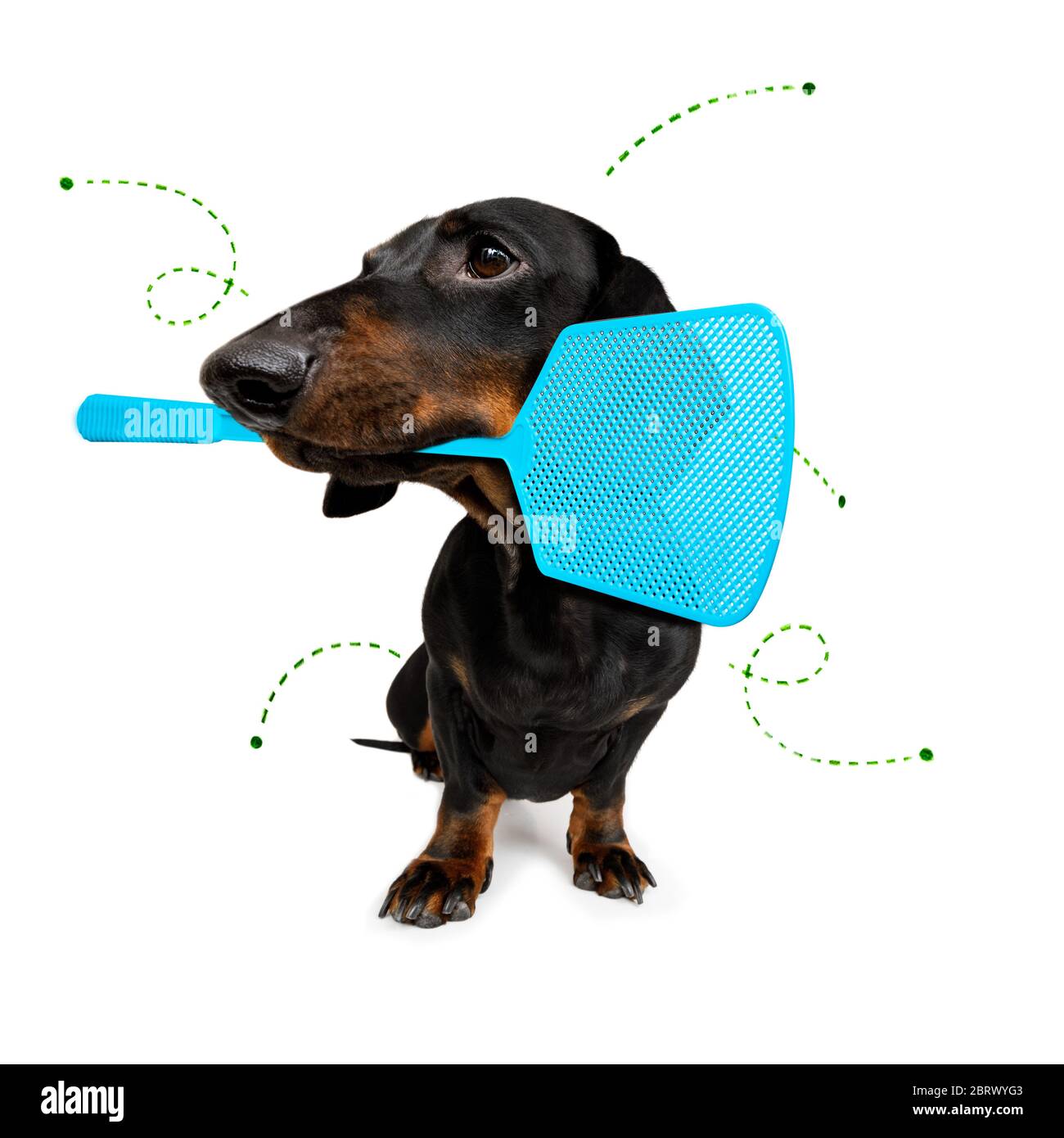 chien de dachshund considérant le problème des insectes de tiques et des puces , près de rayer sa peau ou sa fourrure , isolé sur fond blanc, avec une mouche balancelle Banque D'Images