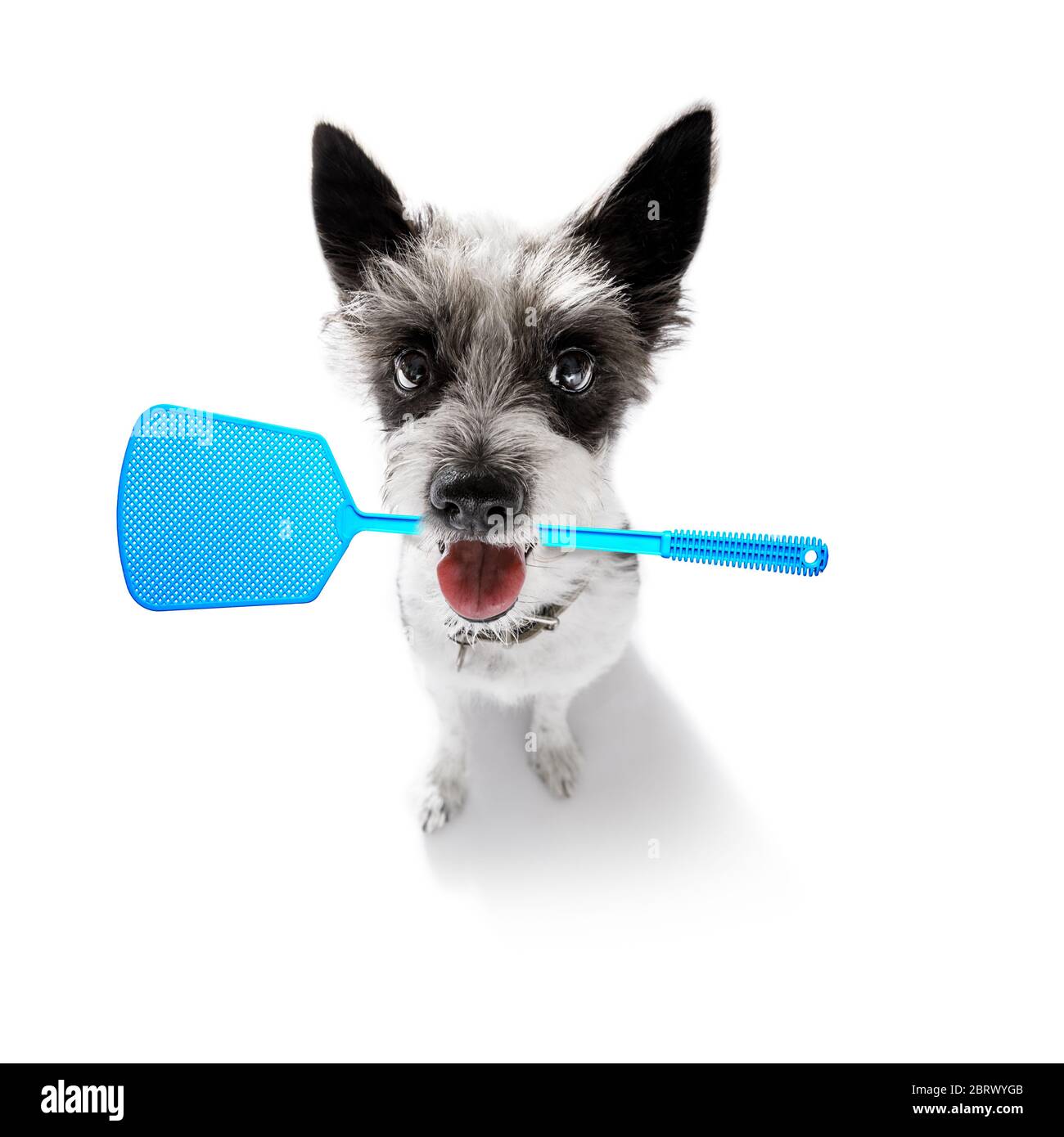 chien de poodle considérant le problème des insectes de tiques et des puces , près de rayer sa peau ou sa fourrure , isolé sur fond blanc, avec une mouche balancelle Banque D'Images