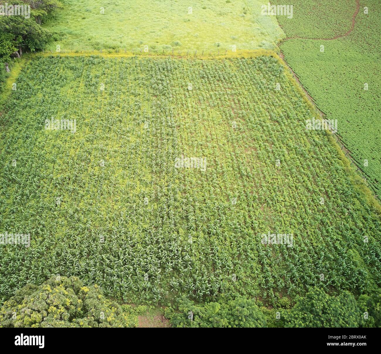 Plantation de la plante de soja en croissance au-dessus de la vue de dessus de drone Banque D'Images Plantation de la plante de soja en croissance au-dessus de la vue de dessus de drone Banque D'Images
