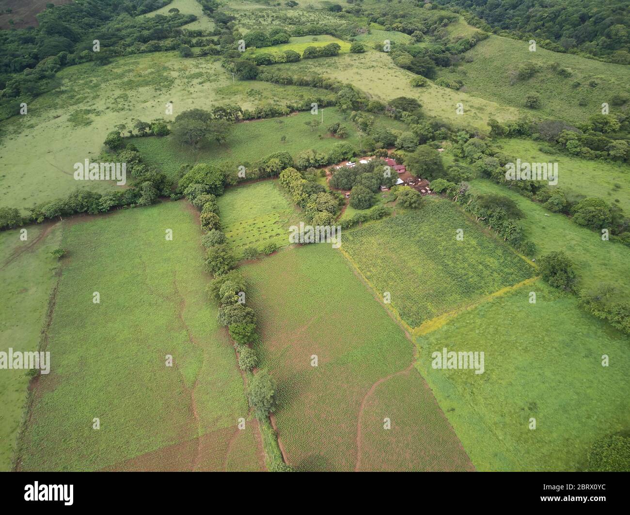 Petite ferme autour des champs verts au-dessus de la vue de dessus de drone Banque D'Images