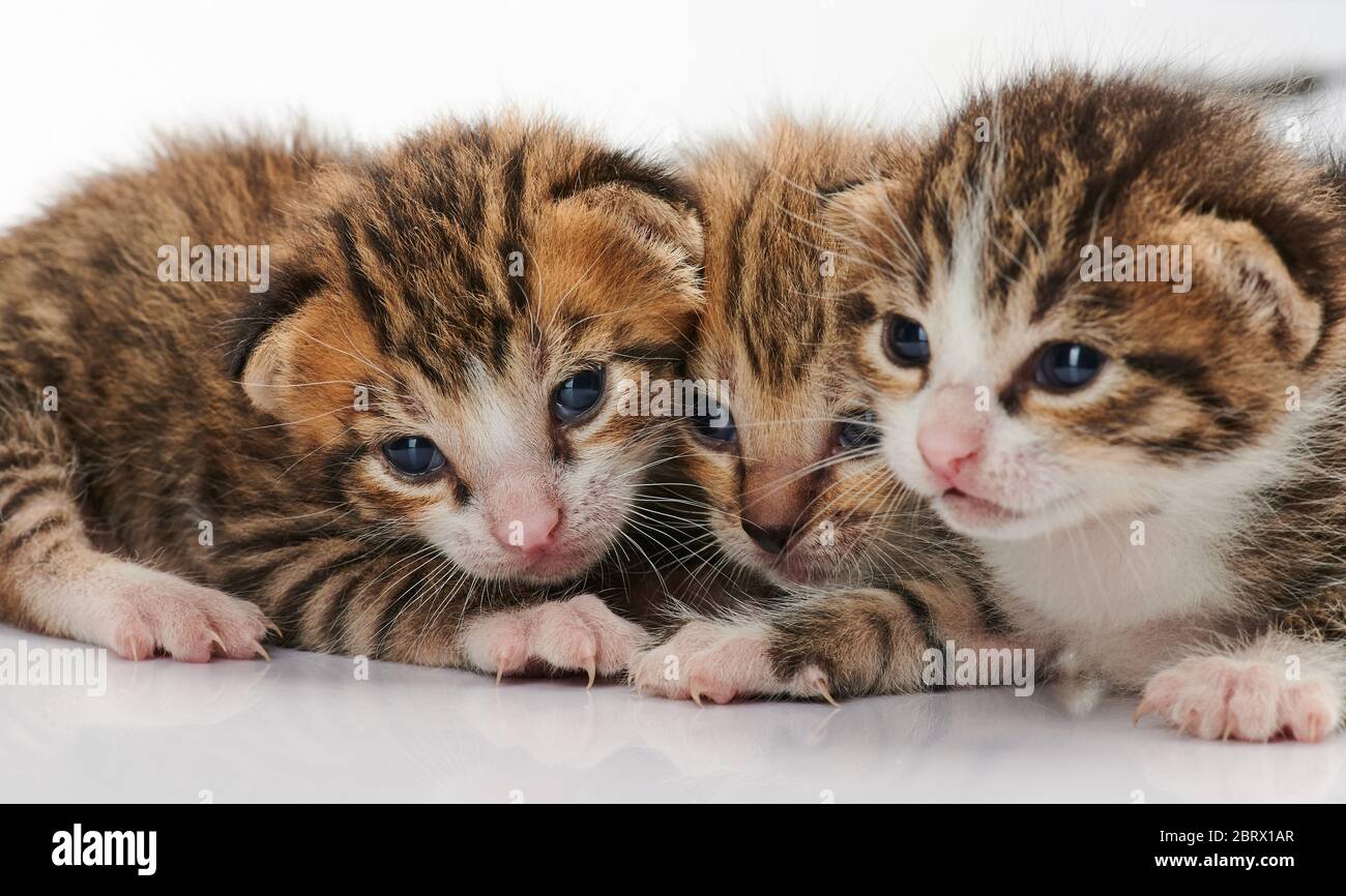 Trois adorables chats de chat portrait isolés sur fond blanc Banque D'Images